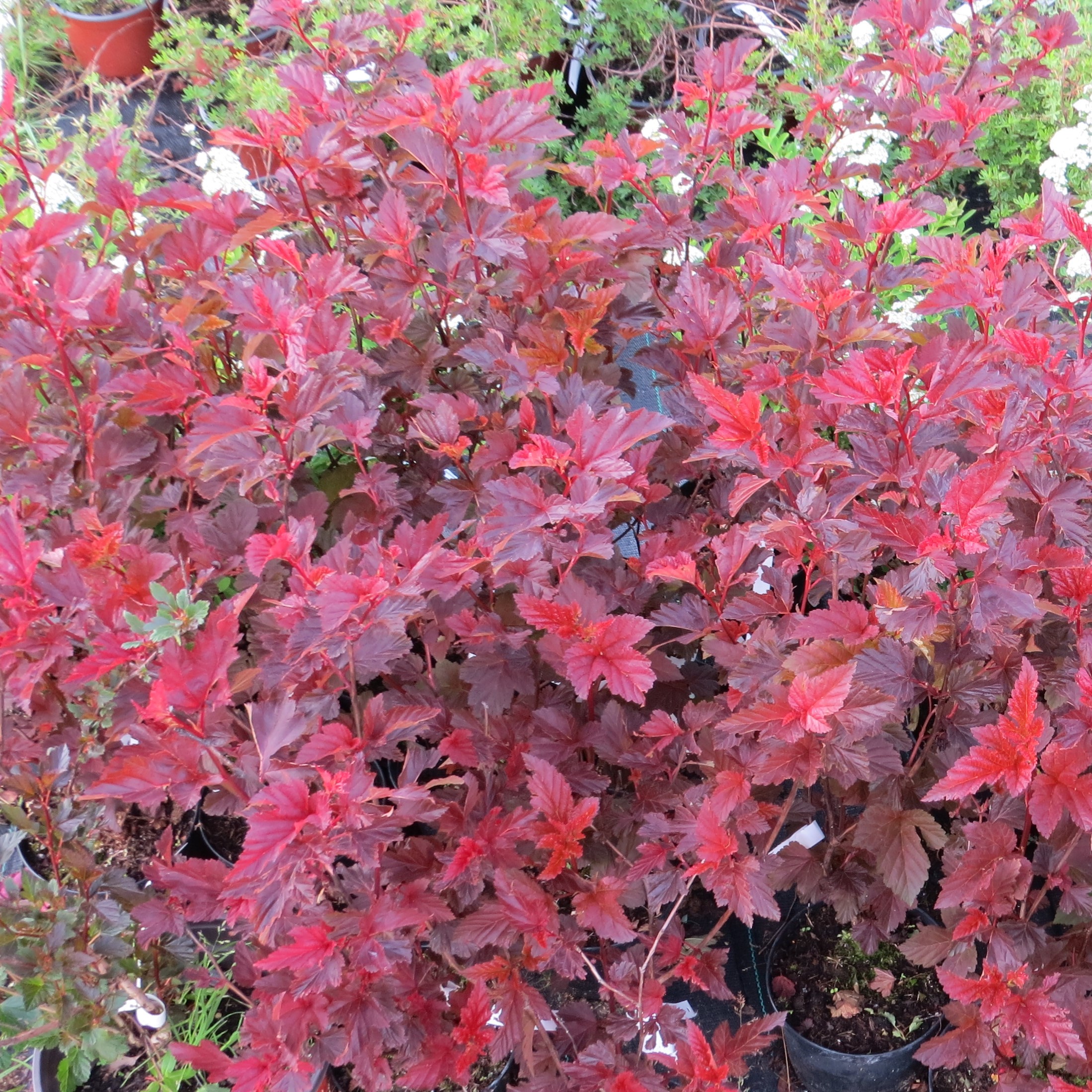 Physocarpus opulifolius Andre Listnaté dřeviny Zahradnictví Franc